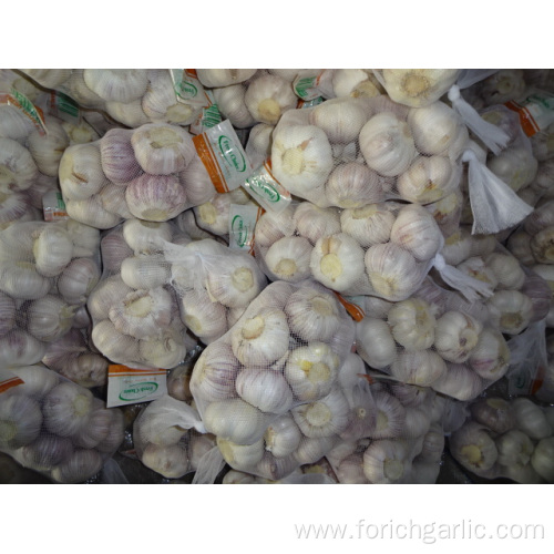 Fresh Best Quality Normal Garlic